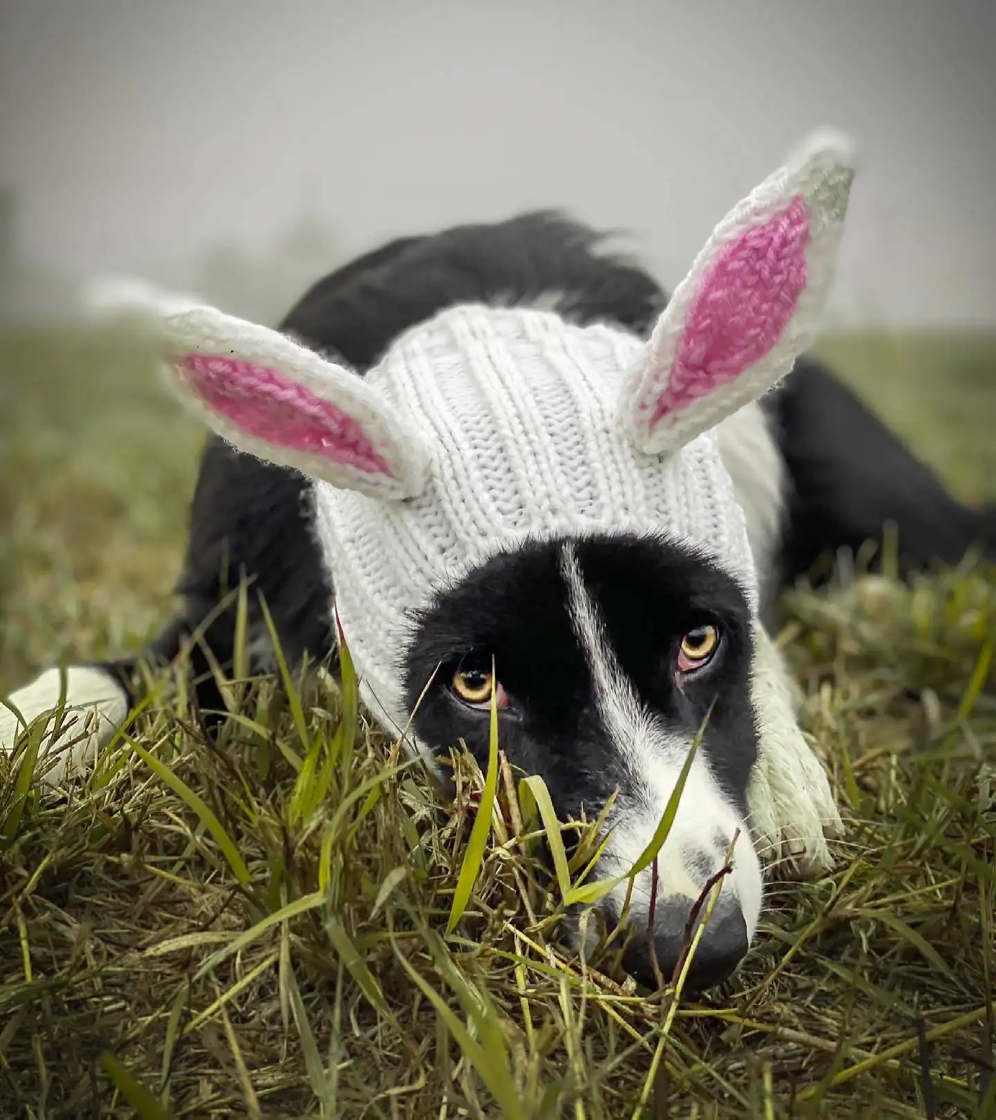 Knitted Dog Hat for Dogs - Dog.Dog.Cat.