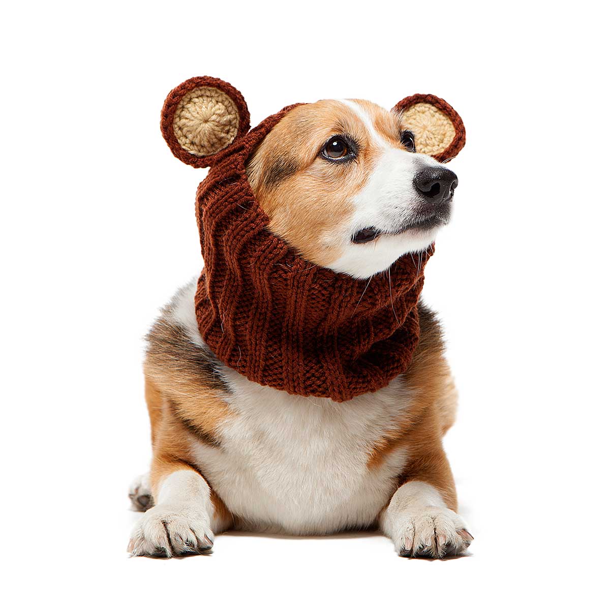 Zoo Snoods - Grizzly Bear Zoo Snood - Dog.Dog.Cat.